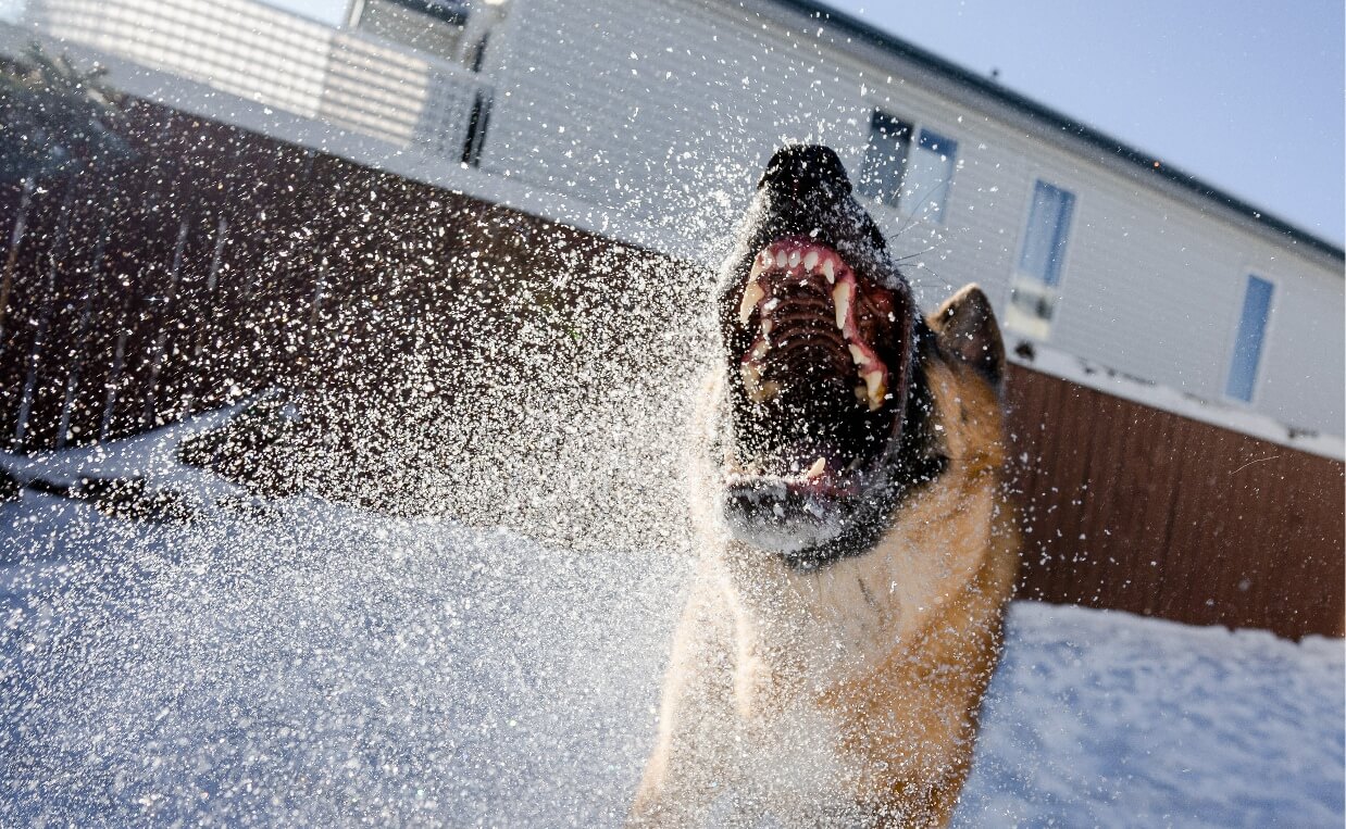 german shepherd growling baring teeth in snow