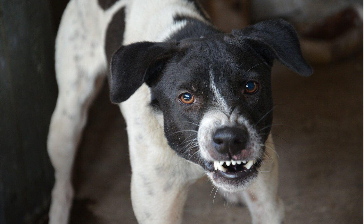 large black and white dog baring teeth