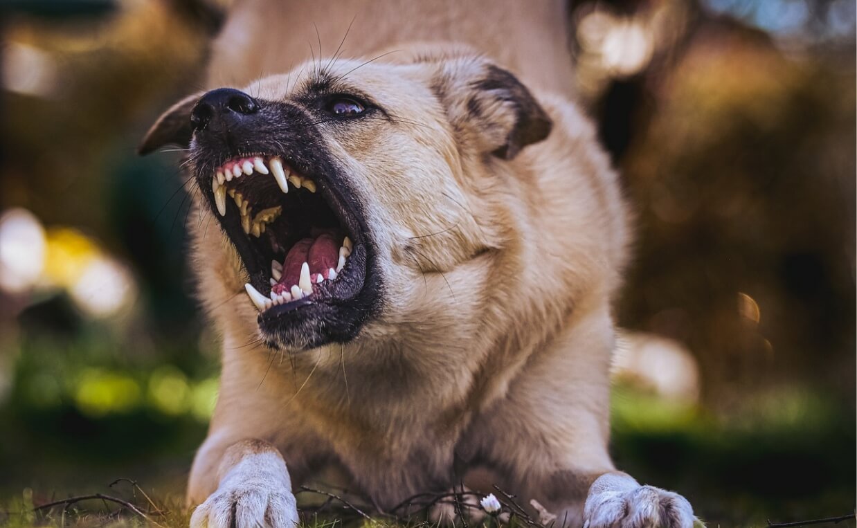 large tan aggressive dog growling baring teeth