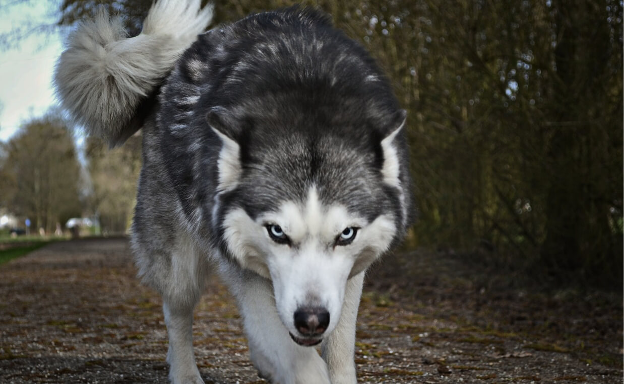 menancing malamute dog