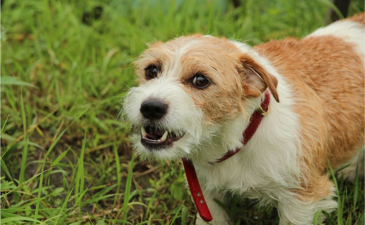 white and tan wiry terrier dog growling