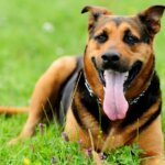 Why Do Dogs Pant: Unraveling the Mystery Behind This Canine Behavior