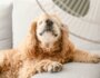 How to Keep Your Dog Cool During a Heatwave