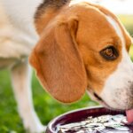 What Can Dogs Drink Besides Water? Exploring Safe and Healthy Alternatives