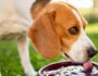 What Can Dogs Drink Besides Water? Exploring Safe and Healthy Alternatives