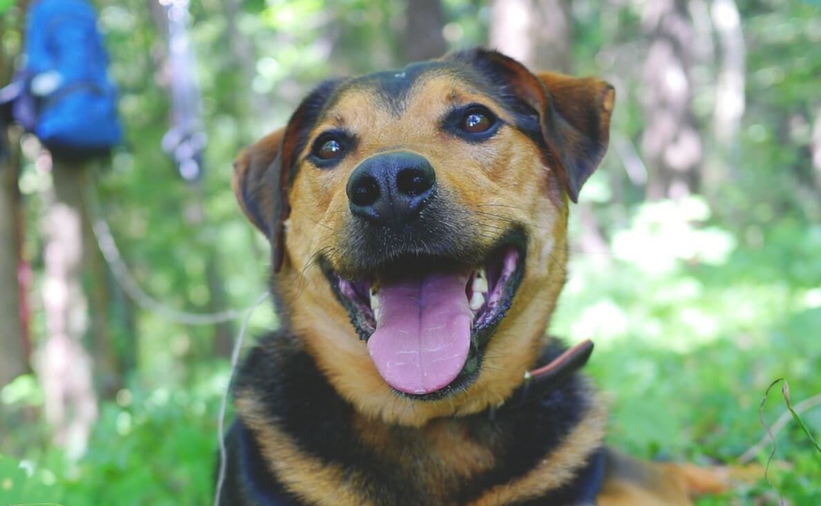 DOGS PANT - black and tan dog panting in park