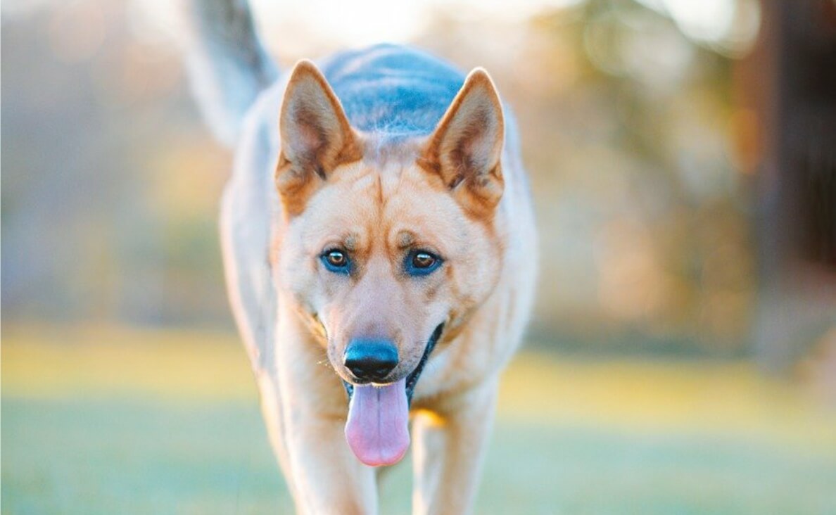 DOGS PANT - german shepherd running and panting