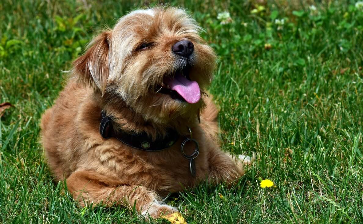 DOGS PANT - small long-haired dog panting in grass
