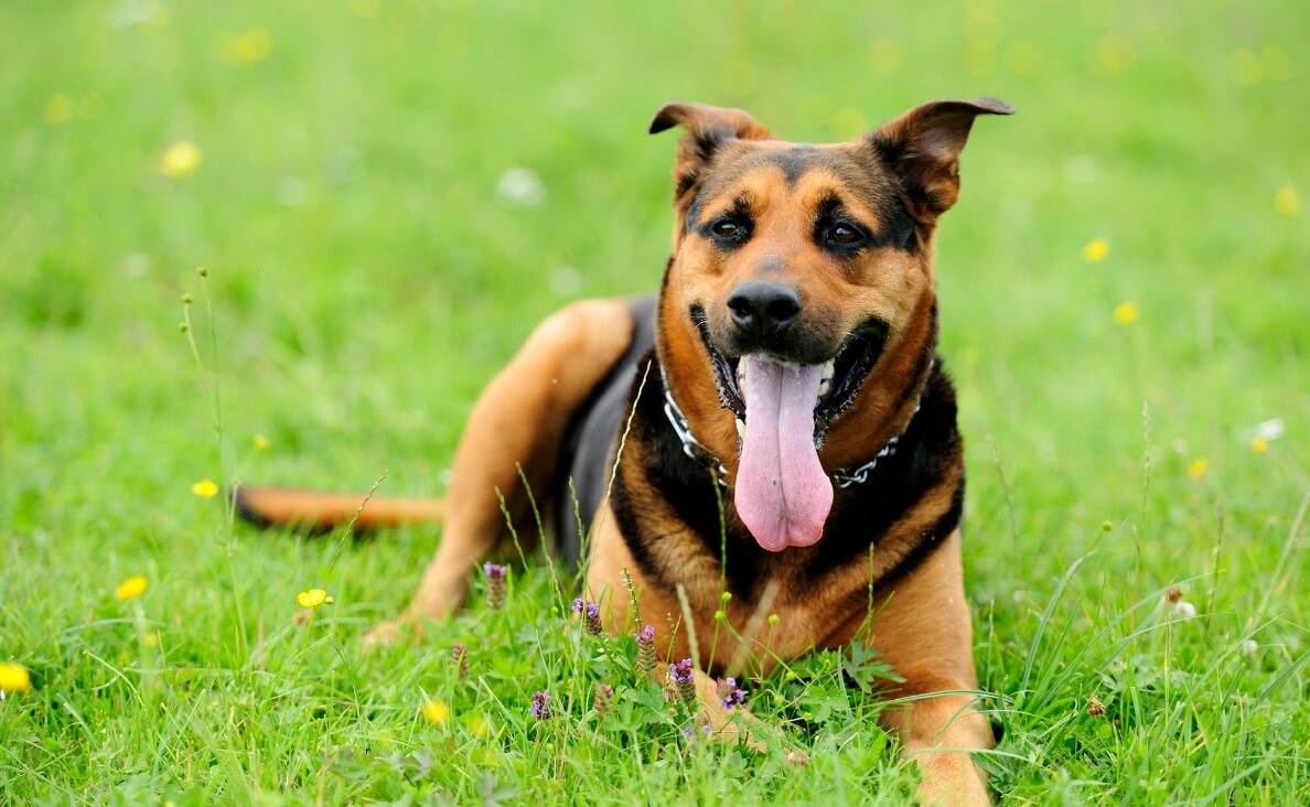 Why Do Dogs Pant: Unraveling the Mystery Behind This Canine Behavior