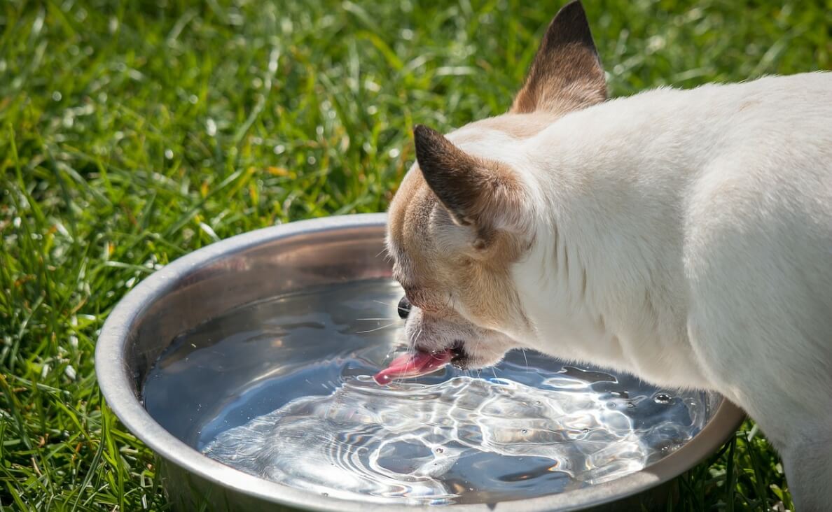  KEEP YOUR DOG COOL DURING A HEATWAVE - chihuahua drinking water in the heat