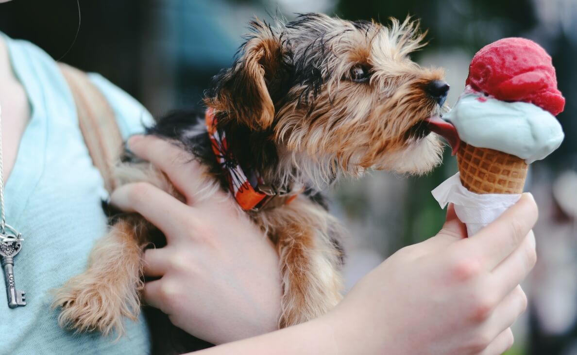 KEEP YOUR DOG COOL DURING A HEATWAVE - dog eating ice cream cone