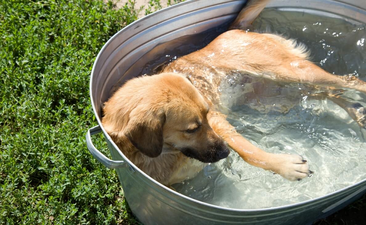 KEEP YOUR DOG COOL DURING A HEATWAVE - dog in aluminum tub