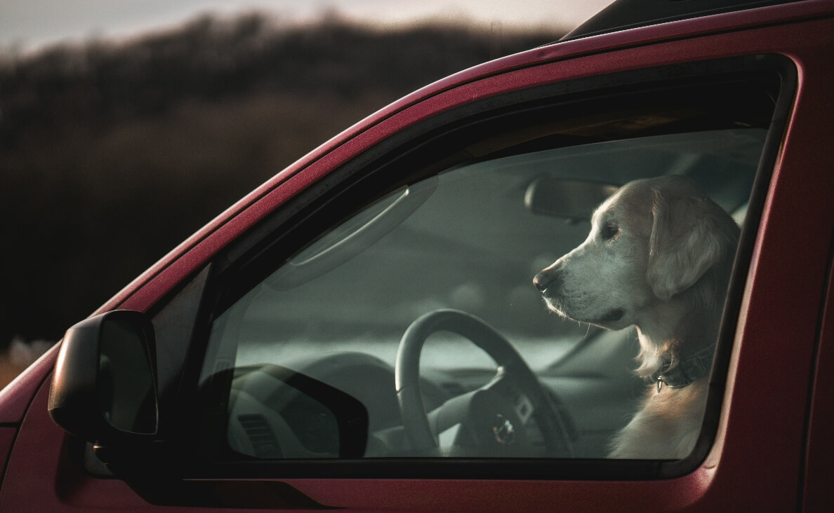 KEEP YOUR DOG COOL DURING A HEATWAVE - dog left in hot car