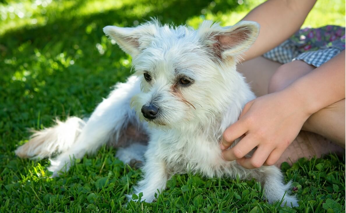 KEEP YOUR DOG COOL DURING A HEATWAVE - maltese in shade