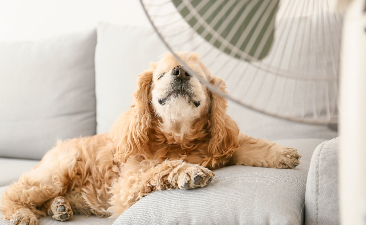 How to Keep Your Dog Cool During a Heatwave