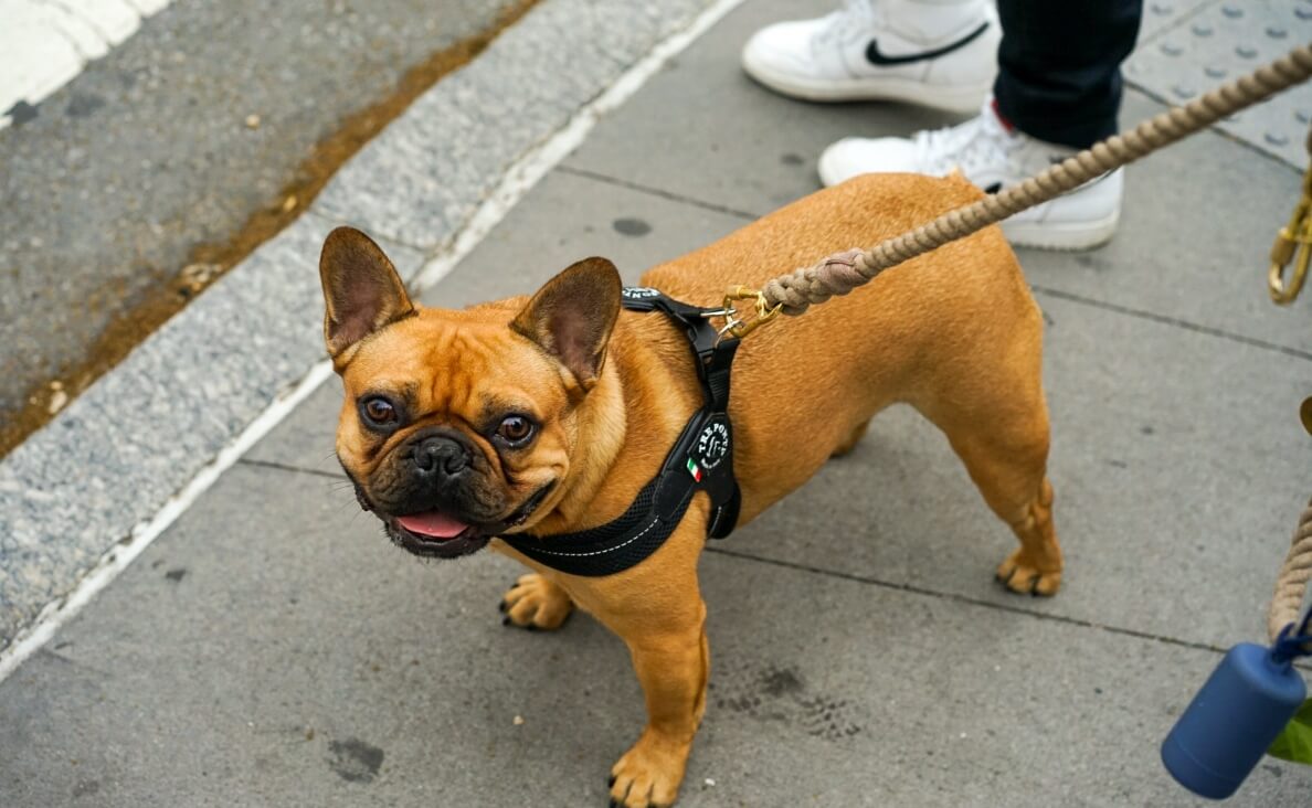 PROTECT YOUR DOGS PAWS FROM HOT PAVEMENT - french bulldog on street