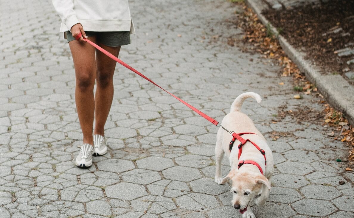 PROTECT YOUR DOGS PAWS FROM HOT PAVEMENT - woman walking scrappy dog on pavers