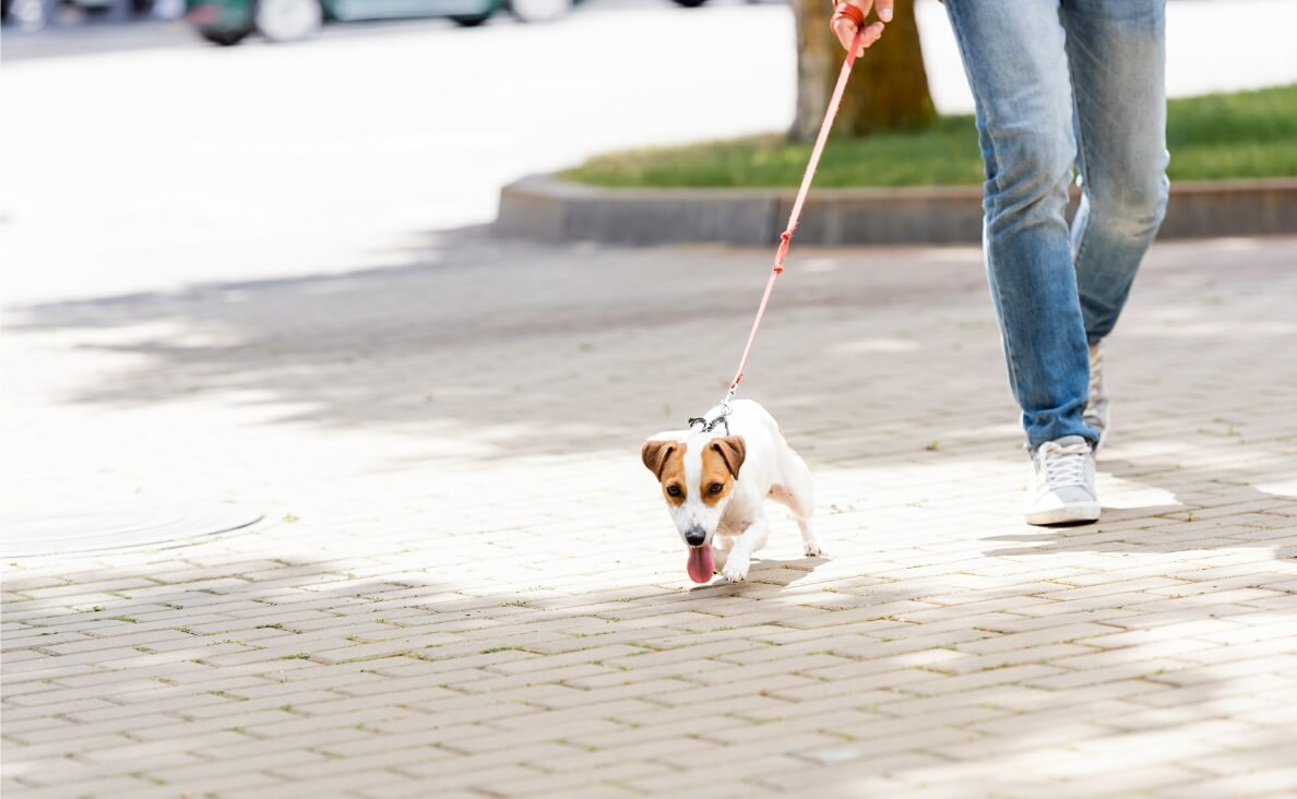 PROTECT YOUR DOGS PAWS FROM HOT PAVEMENT