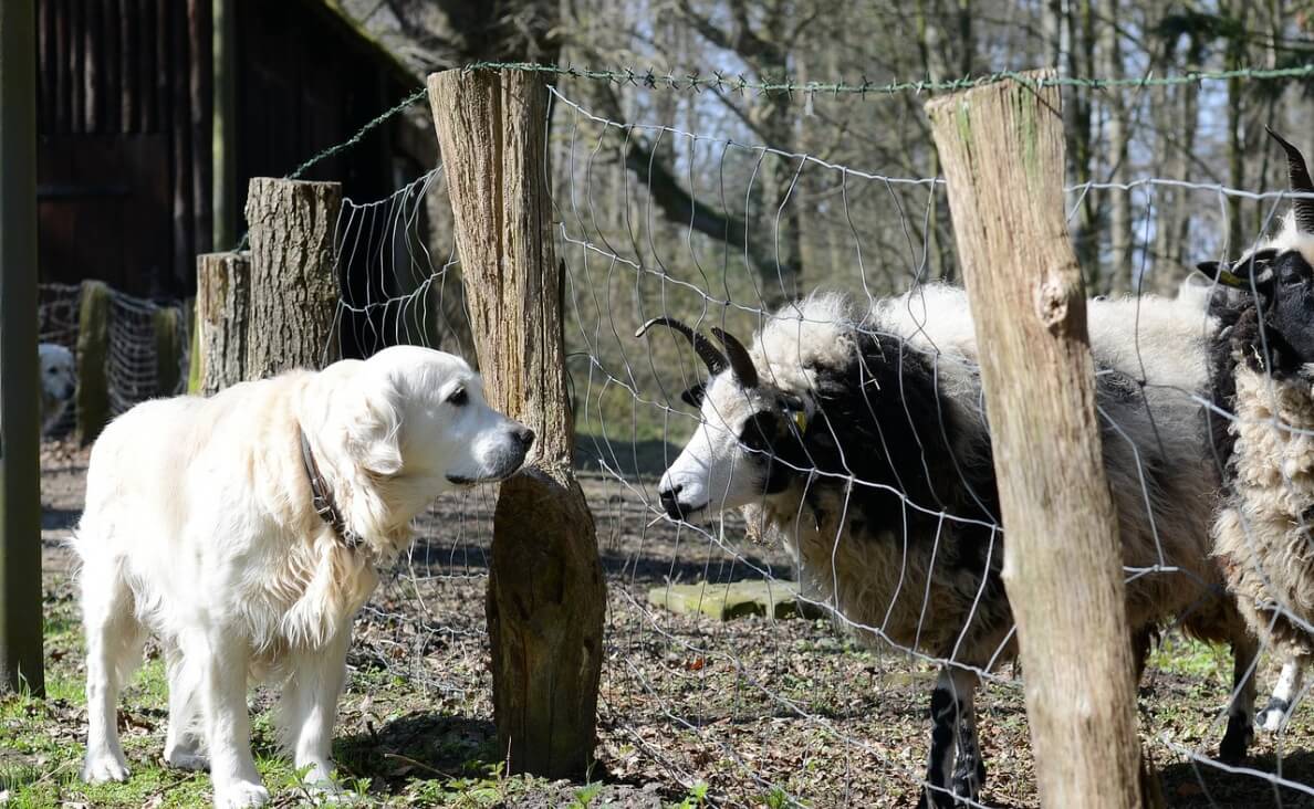 WHAT CAN DOGS DRINK BESIDES WATER - GOLDEN RETRIEVER WITH GOAT