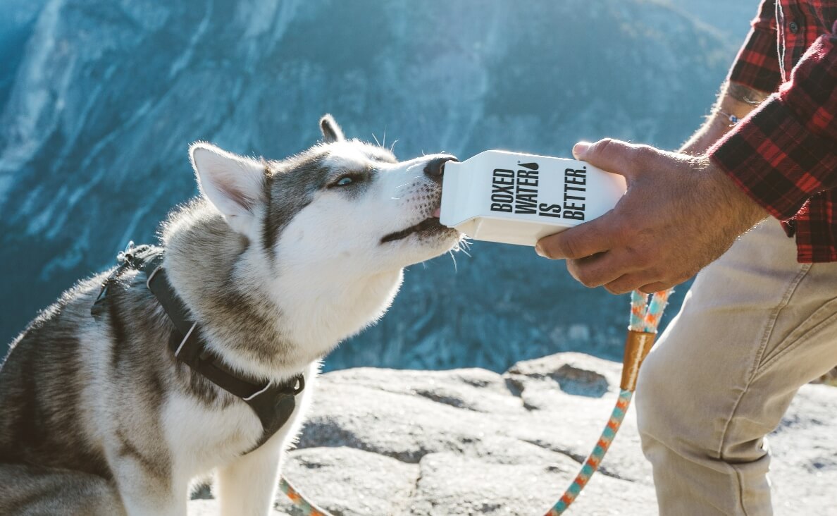 WHAT CAN DOGS DRINK BESIDES WATER - HUSKY DRINKING WATER OUT OF A BOX