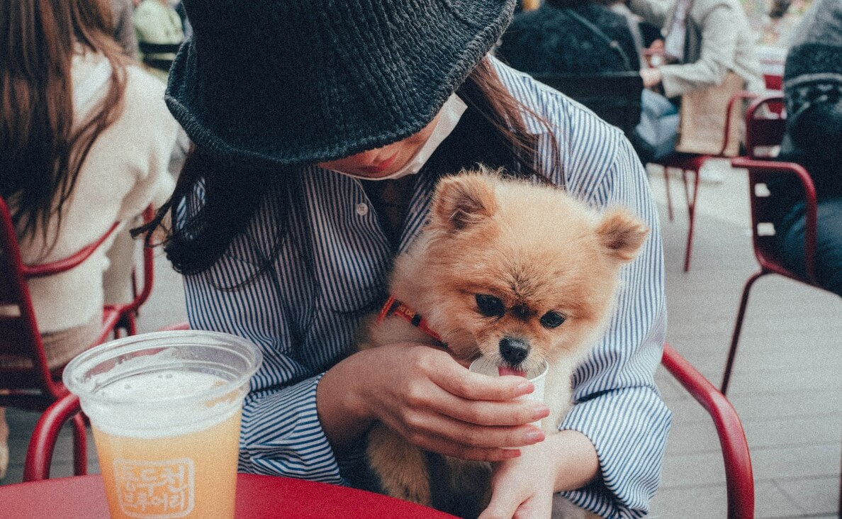 WHAT CAN DOGS DRINK BESIDES WATER - POMERANIAN DOG DRINKING FRUIT JUICE AT AN OUTDOOR CAFE