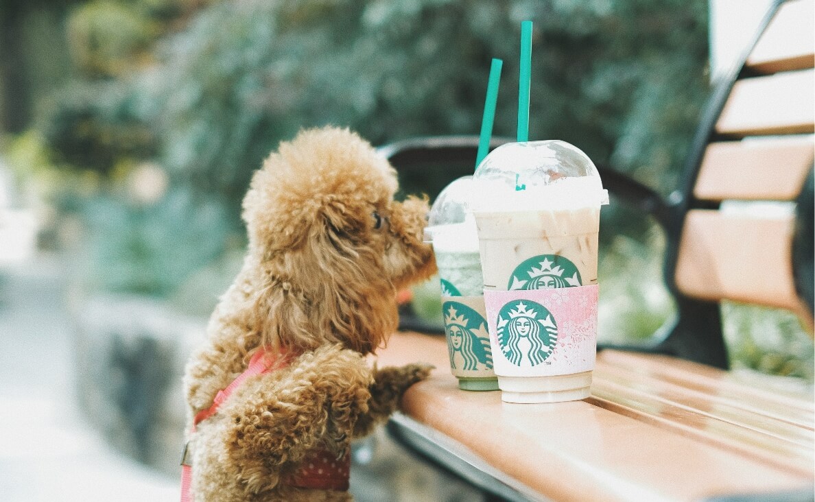WHAT CAN DOGS DRINK BESIDES WATER - POODLE TRYING TO GET TO STARBUCKS DRINKS