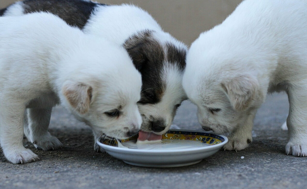 WHAT CAN DOGS DRINK BESIDES WATER - PUPPIES DRINKING MILK OUT OF A SAUCER