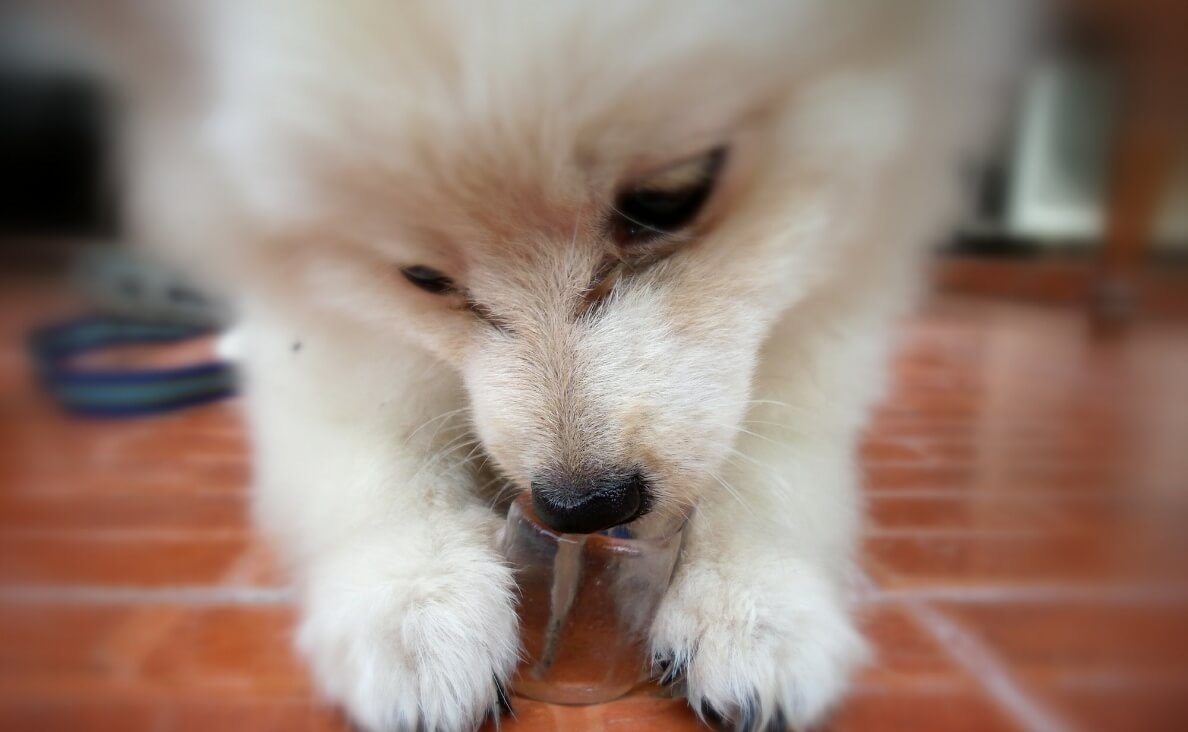 WHAT CAN DOGS DRINK BESIDES WATER - Puppy eating ice on the floor