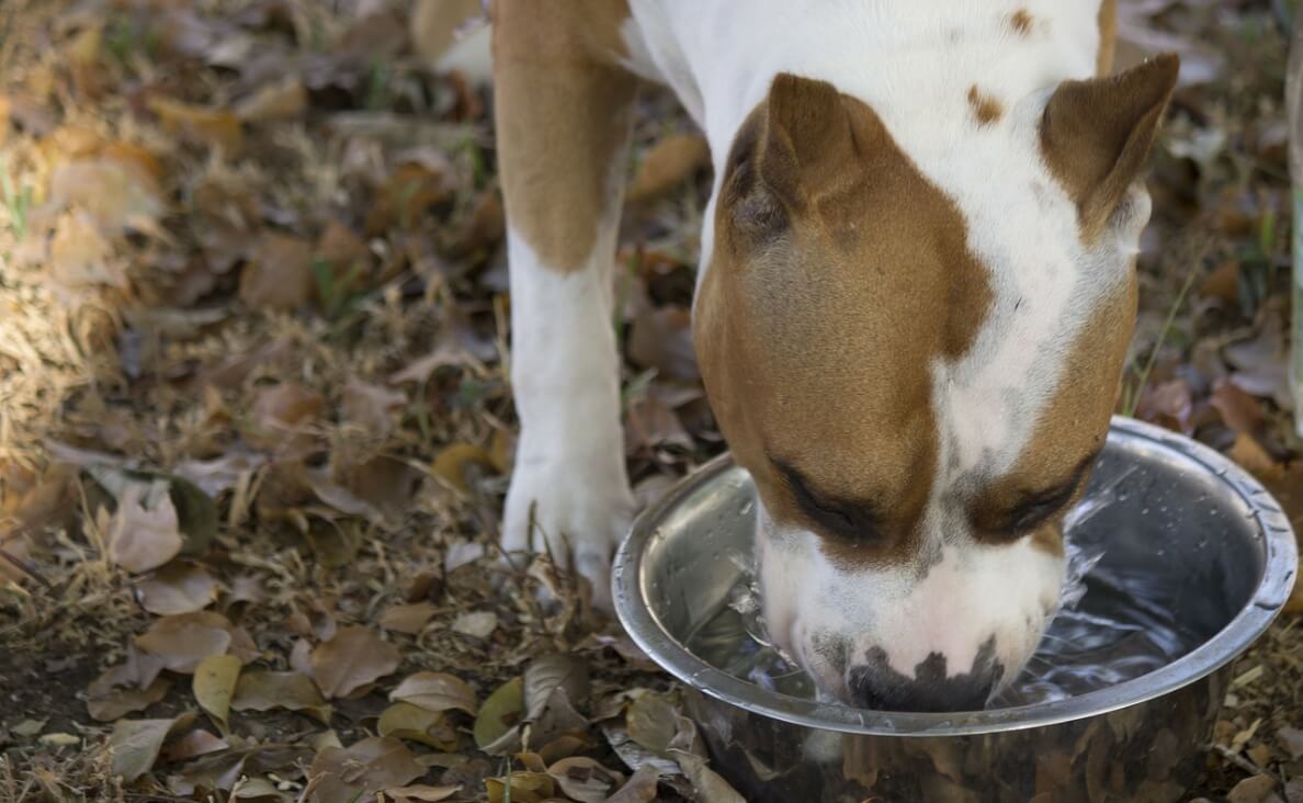 WHAT CAN DOGS DRINK BESIDES WATER - pitbull drinking water out of a dog water bowl