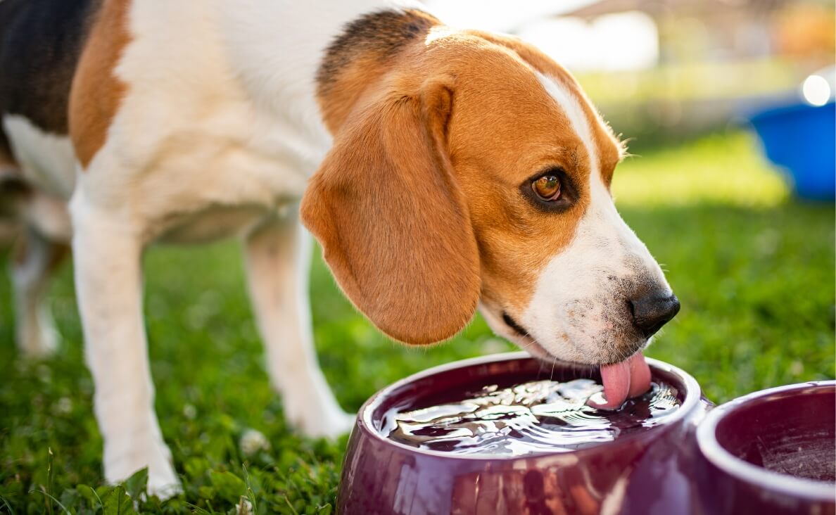WHAT CAN DOGS DRINK BESIDES WATER