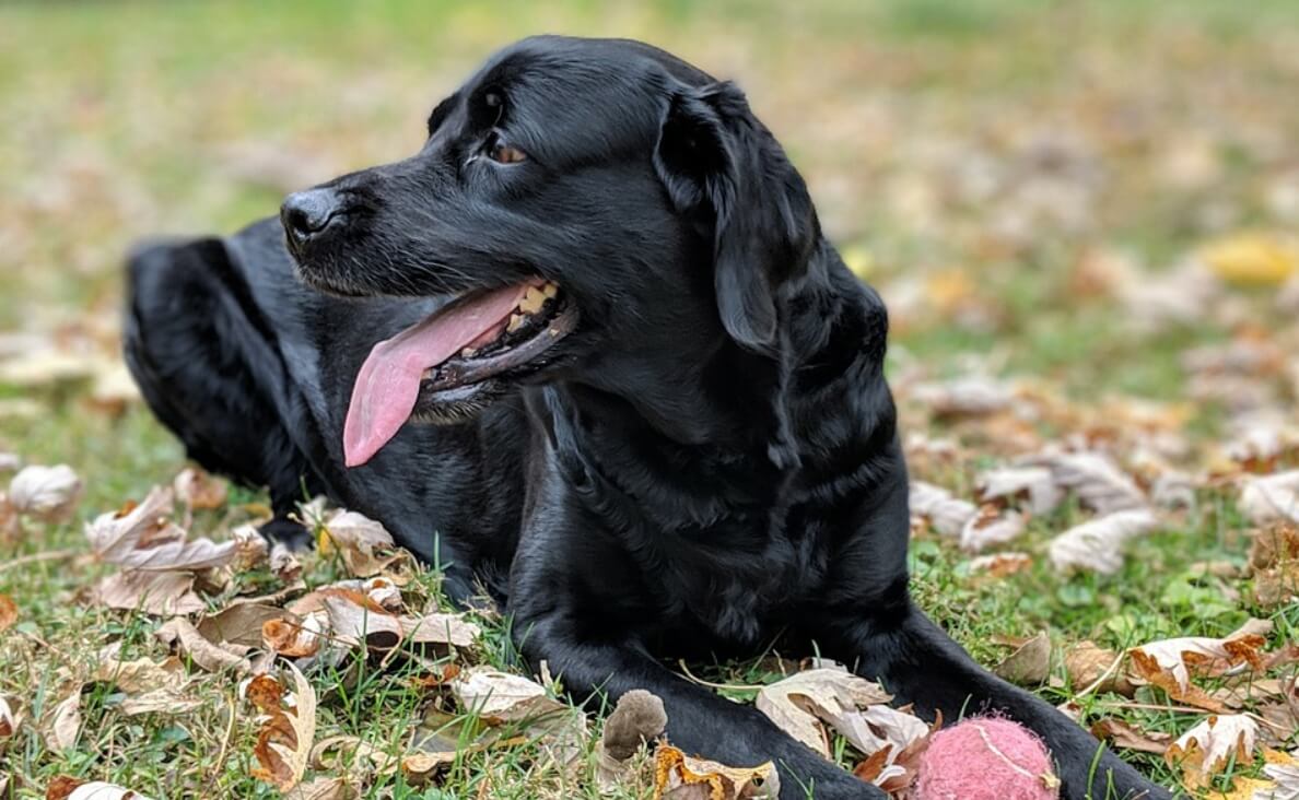 dogs pant - black lab panting from playing ball