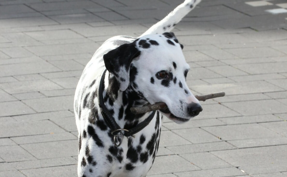 protect your dogs paws from hot pavement - dalmation walking on street