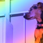 What Colors Can Dogs See? A Look into Canine Color Vision