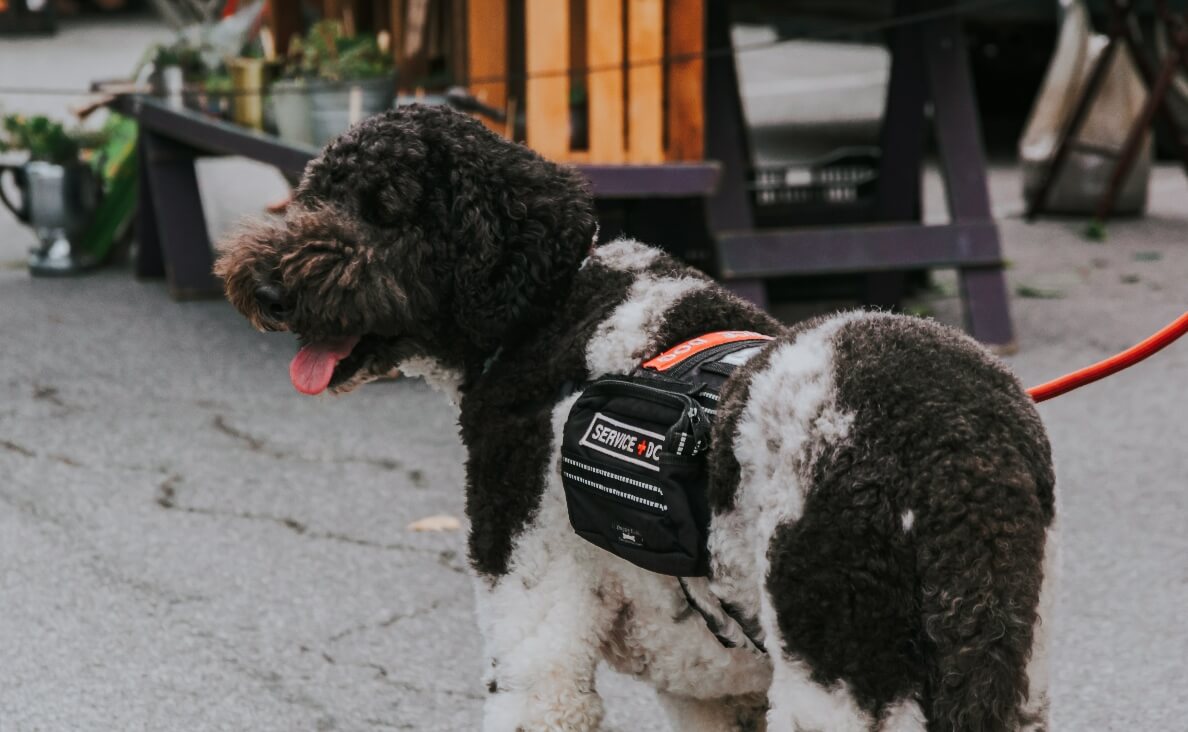 REDUCE PTSD SYMPTOMS - CHOCOLATE AND WHITE POODLE SERVICE DOG