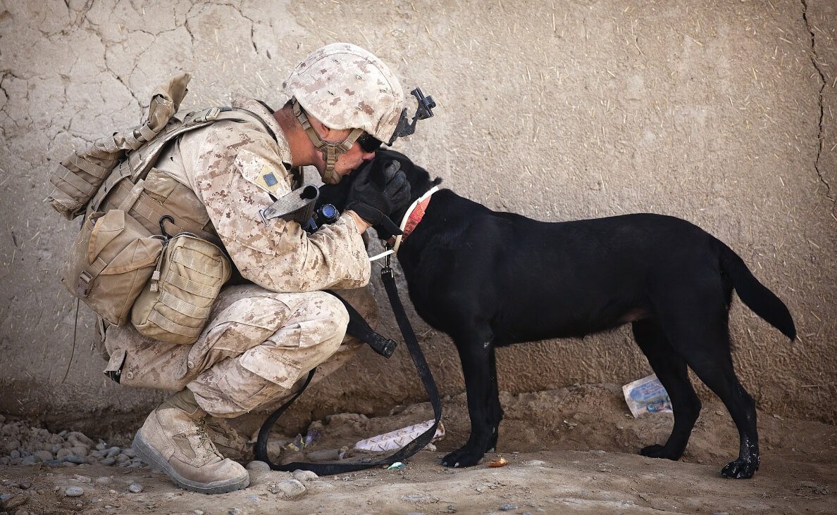 REDUCE PTSD SYMPTOMS - SERVICE SOLDIER AND BLACK DOG