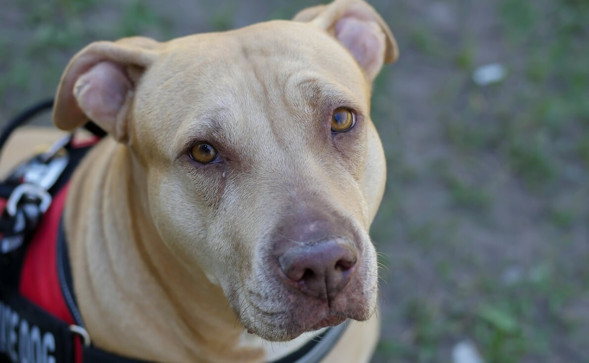 REDUCE PTSD SYMPTOMS - YELLOW LAB SERVICE DOG CLOSE UP