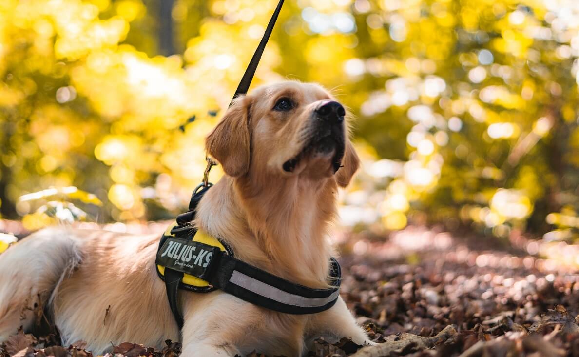 REDUCE PTSD SYMPTOMS - YELLOW LAB SERVICE DOG OUTSIDE