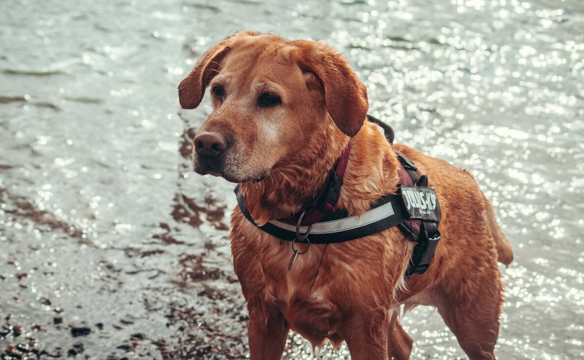 SERVICE DOG NEAR WATER