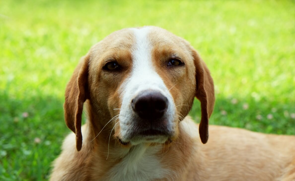 WHAT COLORS CAN DOGS SEE - BROWN AND WHITE DOG WITH GREEN GRASS IN THE BACKGROUND