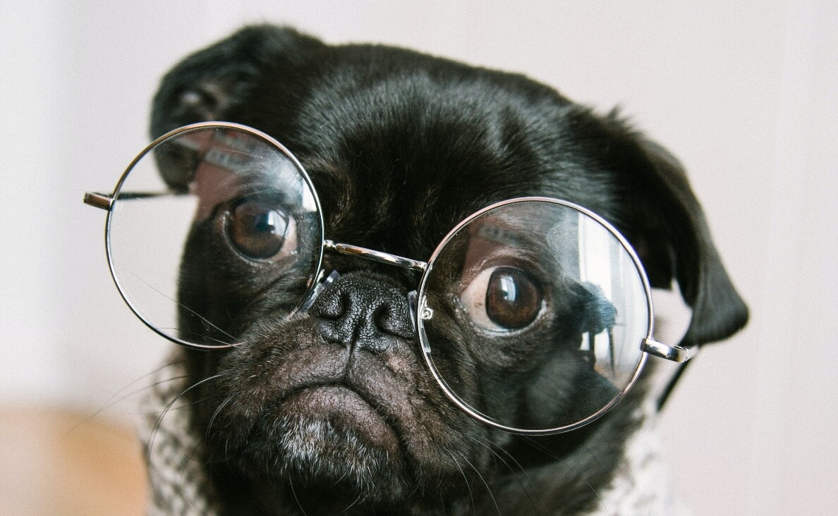 WHAT COLORS CAN DOGS SEE - FRENCH BULLDOG WEARING GLASSES