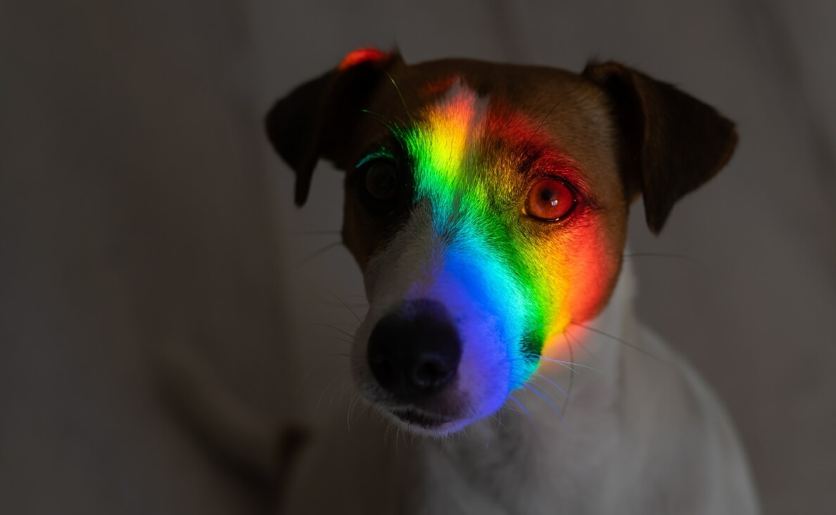 WHAT COLORS CAN DOGS SEE - jack russell in dark with rainbow across face