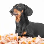 Improving Dog Behavior Through Environmental Enrichment