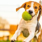 Teach Your Dog to Fetch: A Step-by-Step Guide for Fun and Exercise