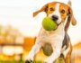 Teach Your Dog to Fetch: A Step-by-Step Guide for Fun and Exercise
