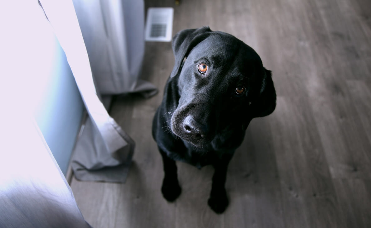 DOG ASKS FOR HELP - black lab looking up