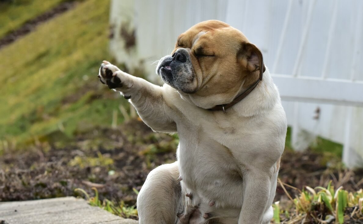 DOG ASKS FOR HELP - bulldog stretching out paw
