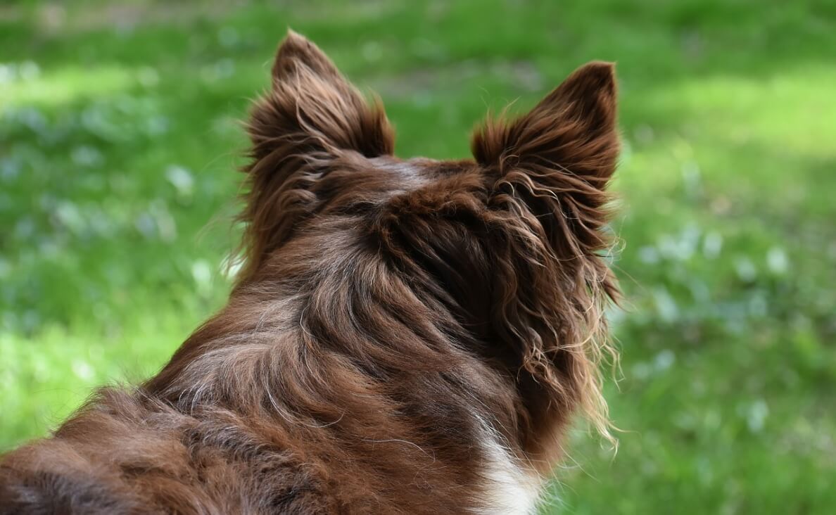 DOG DOESN'T LISTEN - brown and white spaniel looking away