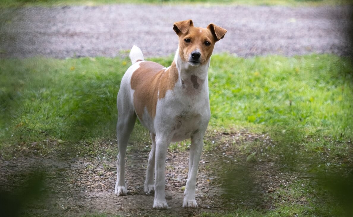 DOG DOESN'T LISTEN - floppy eared brown and white dog standing still