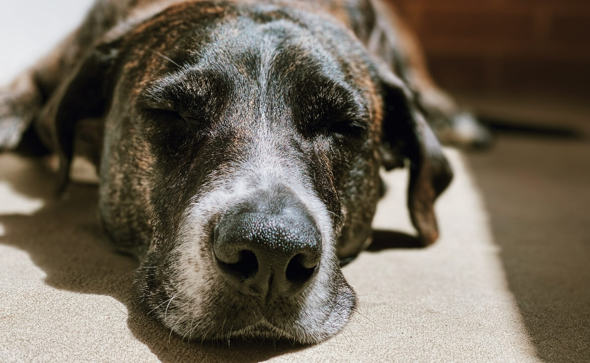 DOG TOO OLD TO WALK - LARGE BRINDLE DOG LAYING DOWN