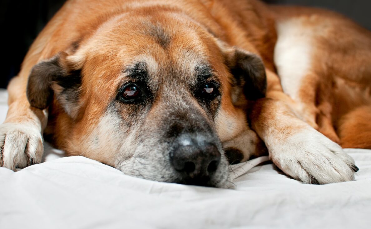 DOG TOO OLD TO WALK - LARGE OVERWEIGHT TAWNY COLORED DOG